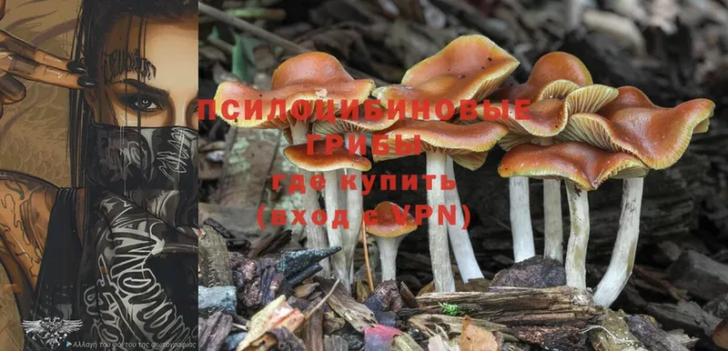 купить наркотик  Партизанск  Галлюциногенные грибы Psilocybine cubensis 